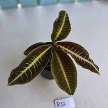 Load image into Gallery viewer, #R32 Labisia Brown Pink