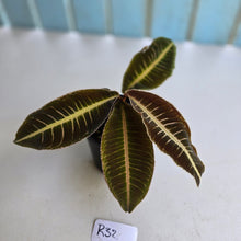 Load image into Gallery viewer, #R32 Labisia Brown Pink