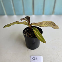 Load image into Gallery viewer, #R32 Labisia Brown Pink