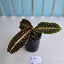 Load image into Gallery viewer, #R32 Labisia Brown Pink