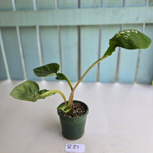 Load image into Gallery viewer, #R27 Lotus Caladium