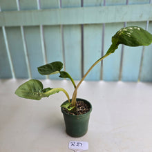 Load image into Gallery viewer, #R27 Lotus Caladium