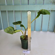 Load image into Gallery viewer, #R27 Lotus Caladium