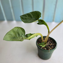 Load image into Gallery viewer, #R27 Lotus Caladium