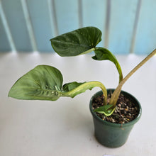 Load image into Gallery viewer, #R27 Lotus Caladium