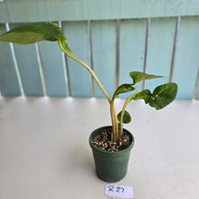 Load image into Gallery viewer, #R27 Lotus Caladium