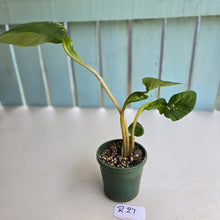 Load image into Gallery viewer, #R27 Lotus Caladium