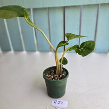 Load image into Gallery viewer, #R27 Lotus Caladium