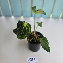 Load image into Gallery viewer, #R82 Anthurium Frilly Knickers x