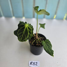 Load image into Gallery viewer, #R82 Anthurium Frilly Knickers x