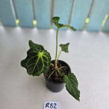 Load image into Gallery viewer, #R82 Anthurium Frilly Knickers x