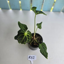 Load image into Gallery viewer, #R82 Anthurium Frilly Knickers x