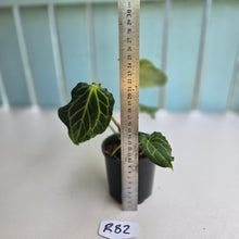 Load image into Gallery viewer, #R82 Anthurium Frilly Knickers x