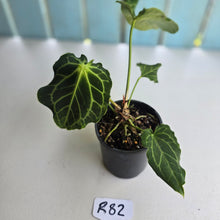 Load image into Gallery viewer, #R82 Anthurium Frilly Knickers x