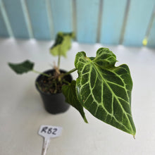 Load image into Gallery viewer, #R82 Anthurium Frilly Knickers x