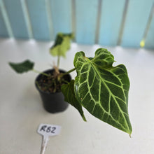 Load image into Gallery viewer, #R82 Anthurium Frilly Knickers x