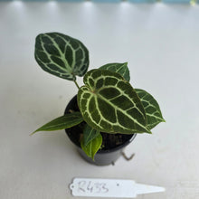 Load image into Gallery viewer, #R433 Three x Headed Anthurium Crystallinum x