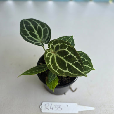 #R433 Three x Headed Anthurium Crystallinum x