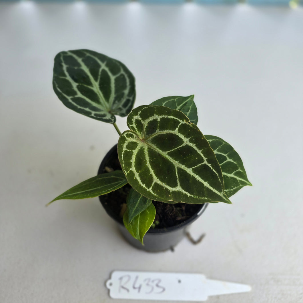 #R433 Three x Headed Anthurium Crystallinum x