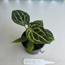 Load image into Gallery viewer, #R433 Three x Headed Anthurium Crystallinum x