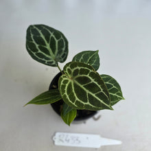 Load image into Gallery viewer, #R433 Three x Headed Anthurium Crystallinum x