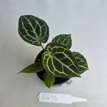 Load image into Gallery viewer, #R433 Three x Headed Anthurium Crystallinum x