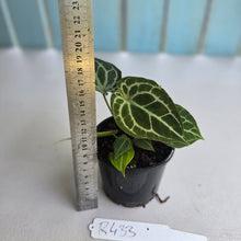 Load image into Gallery viewer, #R433 Three x Headed Anthurium Crystallinum x