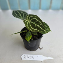 Load image into Gallery viewer, #R433 Three x Headed Anthurium Crystallinum x