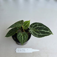 Load image into Gallery viewer, #R433 Three x Headed Anthurium Crystallinum x