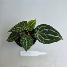 Load image into Gallery viewer, #R433 Three x Headed Anthurium Crystallinum x