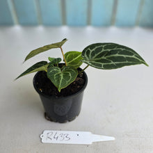 Load image into Gallery viewer, #R433 Three x Headed Anthurium Crystallinum x