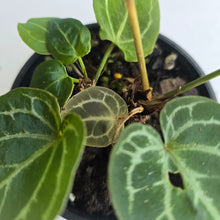 Load image into Gallery viewer, #R433 Three x Headed Anthurium Crystallinum x