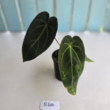 Load image into Gallery viewer, #R60 Dark Anthurium NOID