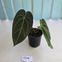 Load image into Gallery viewer, #R60 Dark Anthurium NOID