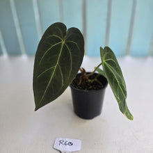 Load image into Gallery viewer, #R60 Dark Anthurium NOID
