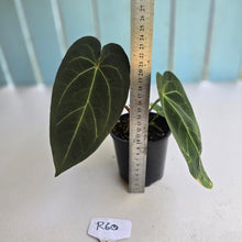 Load image into Gallery viewer, #R60 Dark Anthurium NOID