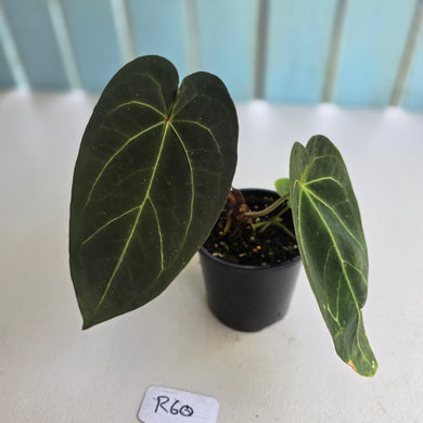 #R60 Dark Anthurium NOID