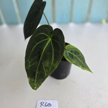 Load image into Gallery viewer, #R60 Dark Anthurium NOID
