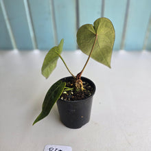Load image into Gallery viewer, #R60 Dark Anthurium NOID