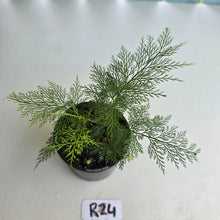 Load image into Gallery viewer, #R24 Asplenium Bulbiferum - Hen and Chicken Fern
