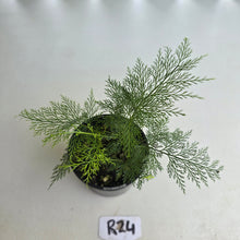 Load image into Gallery viewer, #R24 Asplenium Bulbiferum - Hen and Chicken Fern