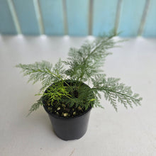 Load image into Gallery viewer, #R24 Asplenium Bulbiferum - Hen and Chicken Fern