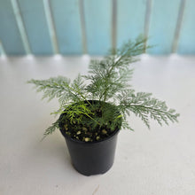Load image into Gallery viewer, #R24 Asplenium Bulbiferum - Hen and Chicken Fern