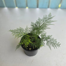 Load image into Gallery viewer, #R24 Asplenium Bulbiferum - Hen and Chicken Fern