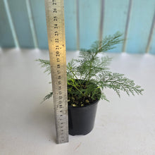 Load image into Gallery viewer, #R24 Asplenium Bulbiferum - Hen and Chicken Fern