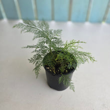 Load image into Gallery viewer, #R24 Asplenium Bulbiferum - Hen and Chicken Fern