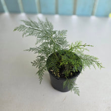 Load image into Gallery viewer, #R24 Asplenium Bulbiferum - Hen and Chicken Fern