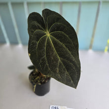 Load image into Gallery viewer, #D86 Dark Anthurium NOID