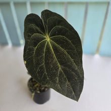 Load image into Gallery viewer, #D86 Dark Anthurium NOID