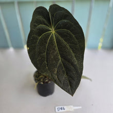 Load image into Gallery viewer, #D86 Dark Anthurium NOID